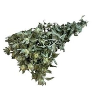 Dutch Dried Naturel Groene Carthamus droogbloemen | Lengte ± 70 centimeter | Gewicht 70 gram