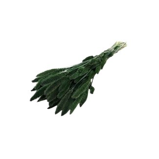 Dutch Dried Dark green Setaria dried flowers | Length ± 70 centimetres | Weight ± 150 grams
