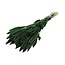 Dark Green Setaria Dried Flowers | Length ± 70 centimetres | Weight ± 150 grams