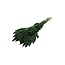 Donkergroene Setarea droogbloemen | Lengte ± 70 centimeter | Gewicht ± 150 gram