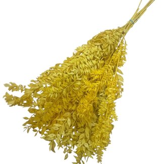 Dutch Dried Ruscus jaune fleurs séchées | Longueur ± 65 centimètres | Poids ± 100 grammes