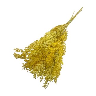 Dutch Dried Yellow Ruscus dried flowers | Length ± 65 centimetres | Weight ± 100 grams