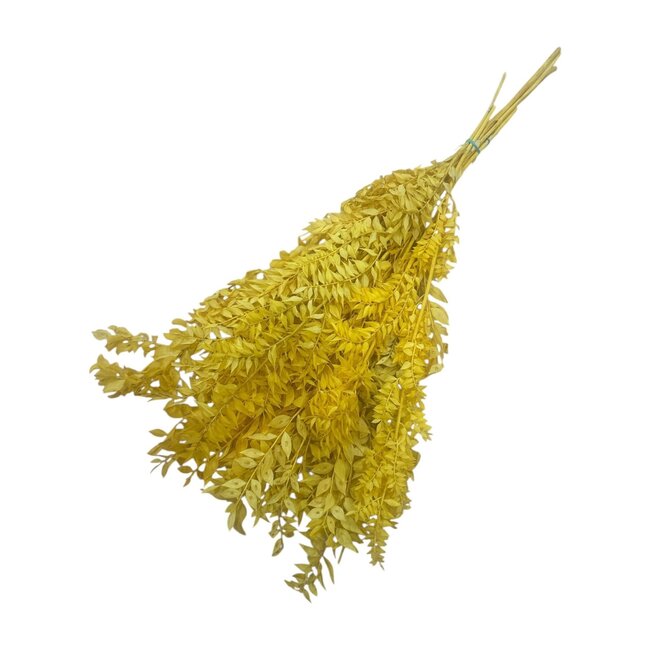 Gele Ruscus droogbloemen | Lengte ± 65 centimeter | Gewicht ± 100 gram