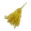Gele Ruscus droogbloemen | Lengte ± 65 centimeter | Gewicht ± 100 gram