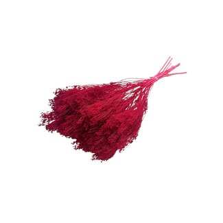 Dolce Vita Ruby rode Broom Bloom droogbloemen | Lengte ± 55 centimeter | Gewicht 100 gram