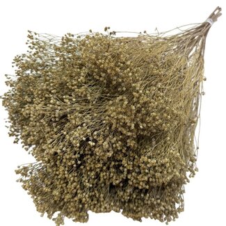 Casa Alegria Naturelle Broom Bloom fleurs séchées | Longueur ± 55 centimètres | Poids 125 grammes