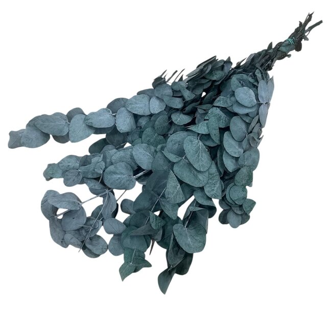 Eucalyptus Cinerea Vert | Préservé | Longueur ± 60 centimètres | Poids ± 150 grammes