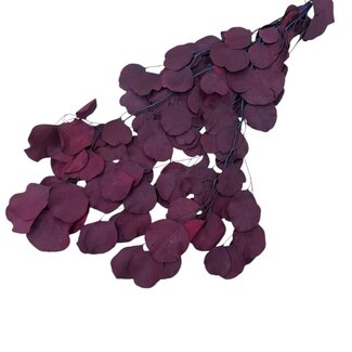 Casa Alegria Eucalyptus Populus Preserved | Natural Red | 150 grams | Length 60 centimetres