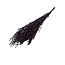 Eucalyptus Parvifolia Preserved | Natural Red | 150 grams | Length 60 centimetres