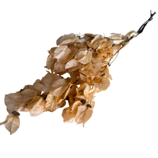 Dutch Dried Salmon-coloured Bougainvillea dried flowers | Length ± 45 centimetres | Weight ± 35 grams | Per stem