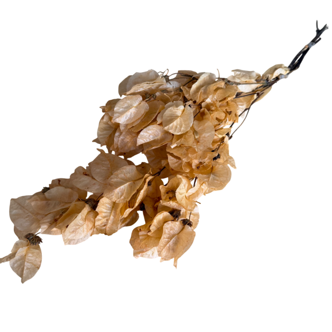 Zalmkleurige Bougainvillea droogbloemen | Lengte ± 45 centimeter | Gewicht ± 35 gram | Per tak