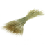 Naturel Groene Triticale droogbloemen | Lengte ± 70 centimeter | Gewicht ± 175 gram