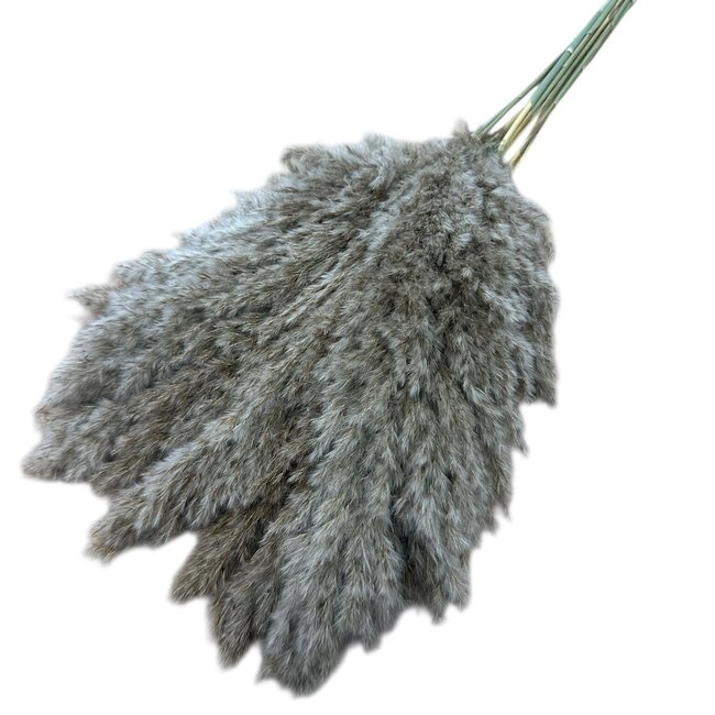 Natürliche braune Pampasgras Federn | Länge ± 70 Zentimeter | Pro 10 Federn