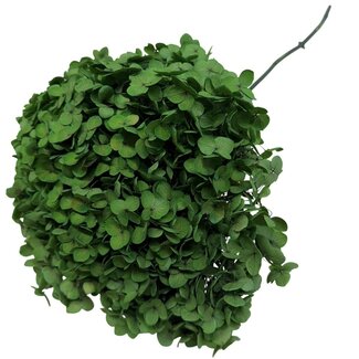 Casa Alegria Hortensia Vert Mousse | Hortensia Préservée | Longueur ± 60 centimètres | Par pièce
