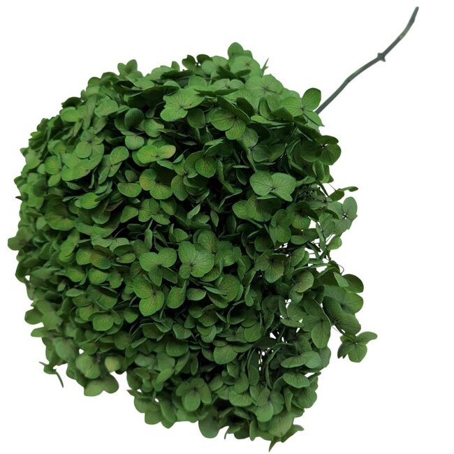 Hortensia vert mousse | Hortensia préservée | Longueur ± 60 centimètres | Par pièce
