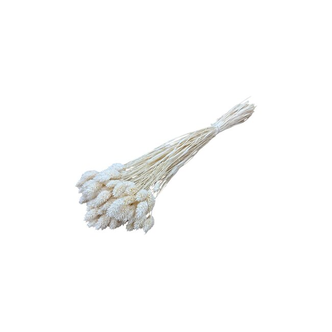 White bleached Phalaris dried flowers | Length ± 65 centimetres | Weight ± 100 grams