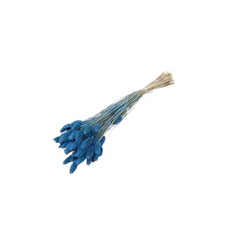 Dolce Vita Lichtblauwe Phalaris droogbloemen | Lengte ± 65 centimeter | Gewicht ± 100 gram