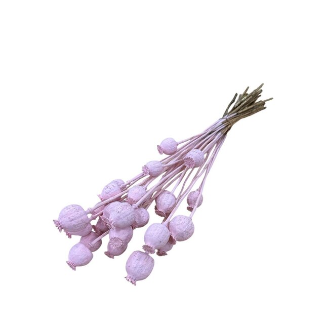 Pink Misty Papaver Somniferum droogbloemen | Lengte ± 65 centimeter | Gewicht ± 200 gram