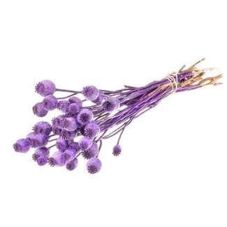Dutch Dried Fleurs séchées de Pavot Somnifère violet | Longueur ± 65 centimètres | Poids ± 200 grammes