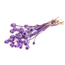 Pavot Somnifère Violet fleurs séchées | Longueur ± 65 centimètres | Poids ± 200 grammes
