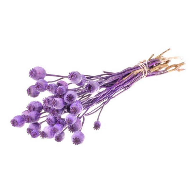 Purple Papaver Somniferum dried flowers | Length ± 65 centimetres | Weight ± 200 grams