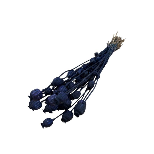 Donkerblauwe Papaver Somniferum droogbloemen | Lengte ± 65 centimeter | Gewicht ± 200 gram