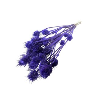 Dutch Dried Purple Cardistella Thistles dried flowers | Length ± 60 centimetres | Weight 75 grams