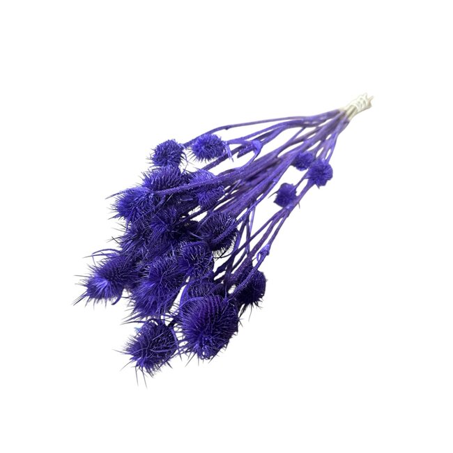 Paarse Cardistella Distels droogbloemen | Lengte ± 60 centimeter | Gewicht 75 gram