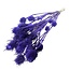 Chardons Cardistella violets fleurs séchées | Longueur ± 60 centimètres | Poids 75 grammes