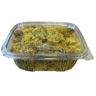 Casa Alegria Yellow preserved Reindeer Moss from Iceland | Packed per 150 grams