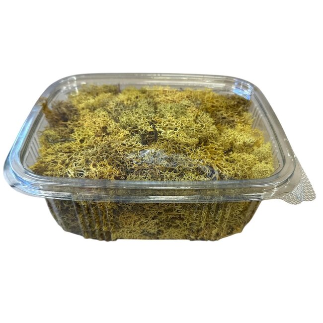 Lichen des rennes préservé jaune d'Islande | Emballé par 150 grammes