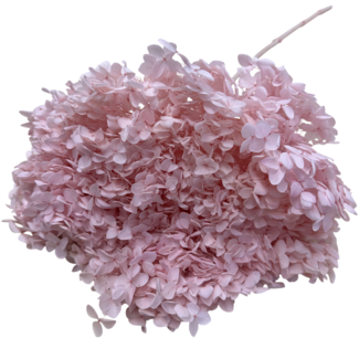 Casa Alegria Katoen Roze Hydrangea | Gepreserveerde Hortensia | Lengte ± 60 centimeter | Per stuk