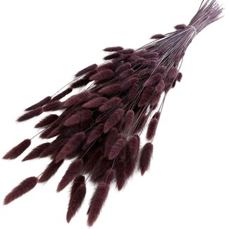 Casa Alegria Bruine Lagurus droogbloemen | Lengte ± 70 centimeter | Gewicht ± 100 gram