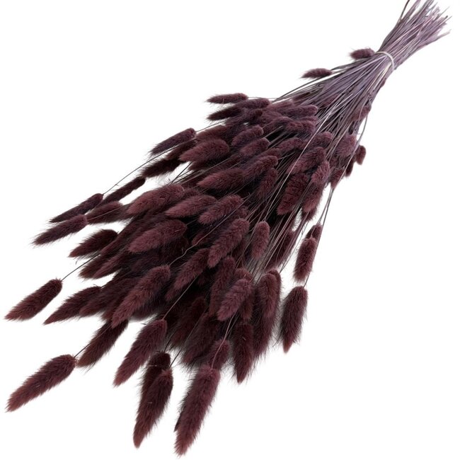 Bruine Lagurus droogbloemen | Lengte ± 70 centimeter | Gewicht ± 100 gram