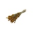 Apricot-coloured Phalaris dried flowers | Length ± 65 centimetres | Weight ± 150 grams