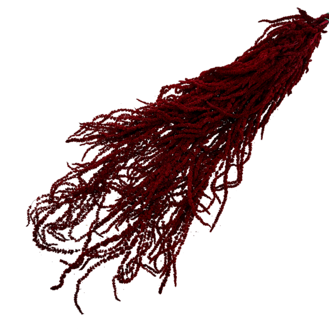 Red Amaranthus Caudatus - Hanging Amaranth | Preserved flowers | Length ± 65 centimetres | Weight ± 125 grams