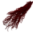 Red Amaranthus Caudatus - Hanging Amaranth | Preserved flowers | Length ± 65 centimetres | Weight ± 125 grams