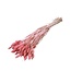 Pink Phalaris dried flowers | Length ± 65 centimetres | Weight ± 100 grams