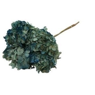 Casa Alegria Blue Hydrangea | Preserved Hydrangea | Length ± 60 centimetres | Per 2 pieces