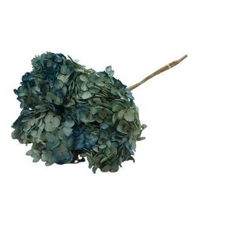 Casa Alegria Blauwe Hydrangea | Gepreserveerde Hortensia | Lengte ± 60 centimeter | Per 2 stuks