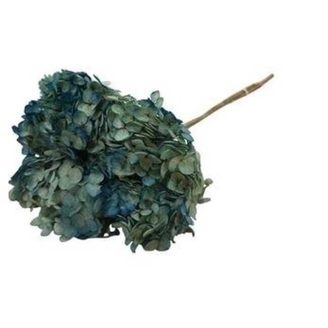 Hortensia bleue | Hortensia préservée | Longueur ± 60 centimètres | Par 2 pièces