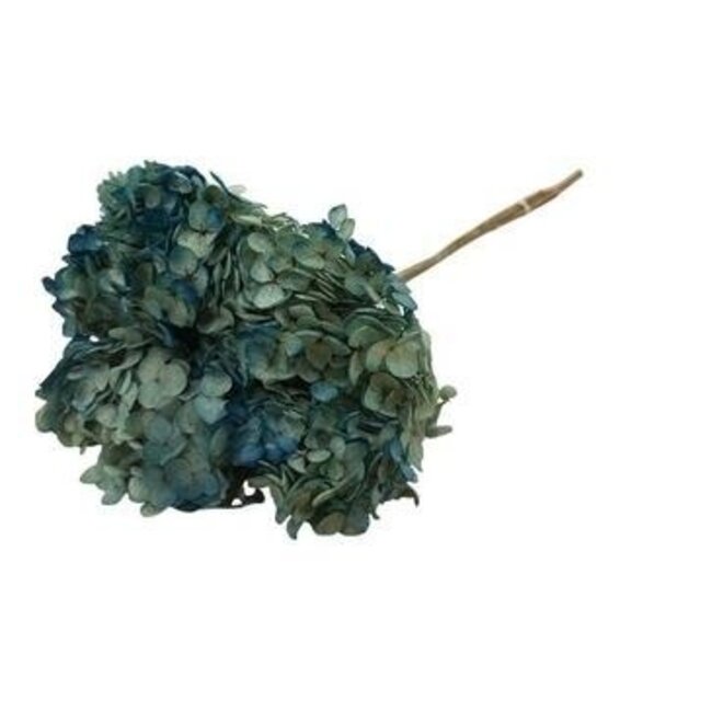 Blaue Hortensie | Konservierte Hortensie | Länge ± 60 Zentimeter | Pro 2 Stück