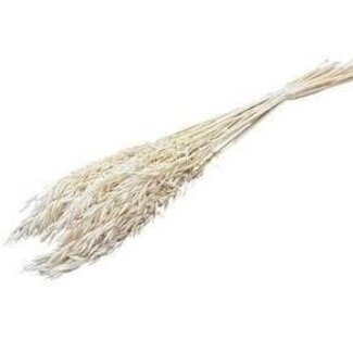 Dolce Vita White bleached Avena Oats dried flowers | Length ± 70 centimetres | Weight 150 grams