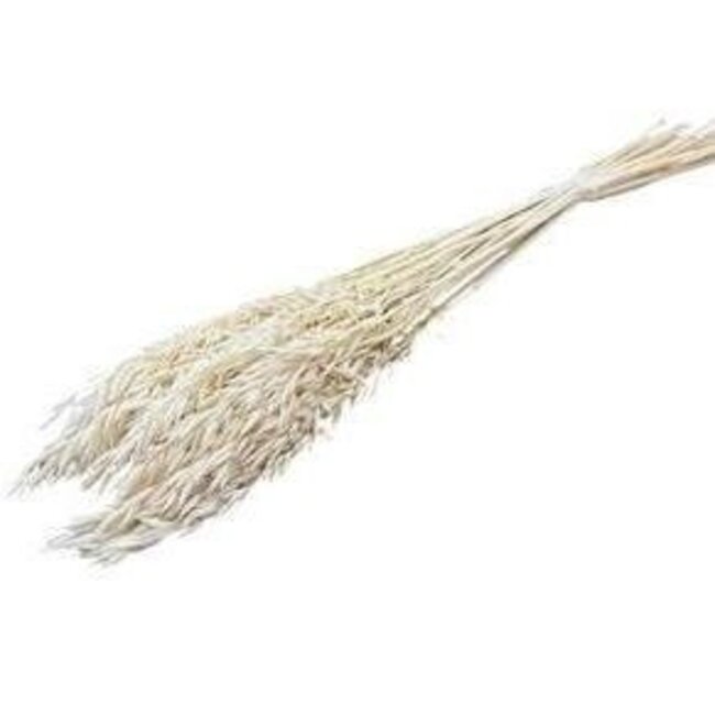 Gebleichte weiße Avena Hafer Trockenblumen | Länge ± 70 Zentimeter | Gewicht 150 Gramm