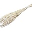 White bleached Avena Oats dried flowers | Length ± 70 centimetres | Weight 150 grams