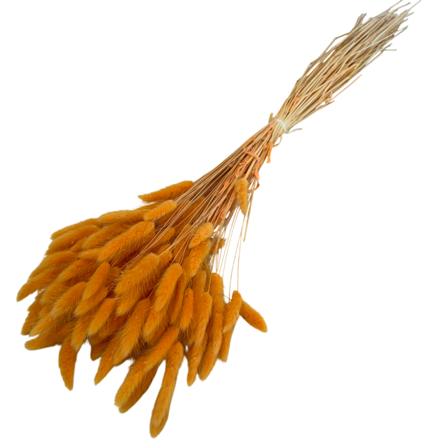 Abrikooskleurige Lagurus droogbloemen | Lengte ± 70 centimeter | Gewicht ± 100 gram