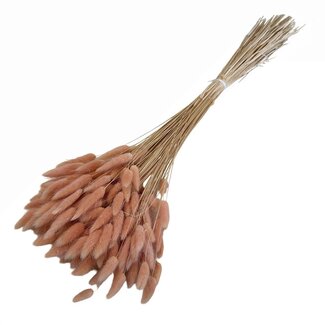 Dolce Vita Pfirsichfarbene Lagurus Trockenblumen | Länge ± 70 Zentimeter | Gewicht ± 100 Gramm