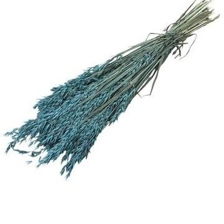 Dutch Dried Light Blue Avena Oat Dried Flowers | Length ± 70 centimetres | Weight 150 grams