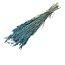 Light Blue Avena Oat Dried Flowers | Length ± 70 centimetres | Weight 150 grams
