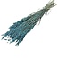 Lichtblauwe Avena Haver droogbloemen | Lengte ± 70 centimeter | Gewicht 150 gram